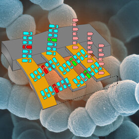 Schematische Darstellung der Funktionsweise des Cantilever-Testsystems zum Nachweis von Antibiotika-Resistenzen  (Abbildung: Departement Physik und Nano Imaging Lab, SNI, Uni Basel)